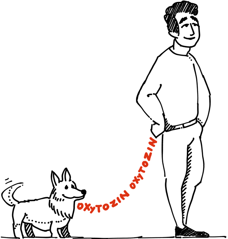 oxytozin mann hund
